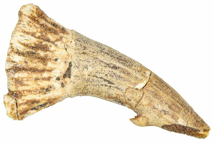 Fossil Sawfish (Onchopristis) Rostral Barb - Morocco #366702